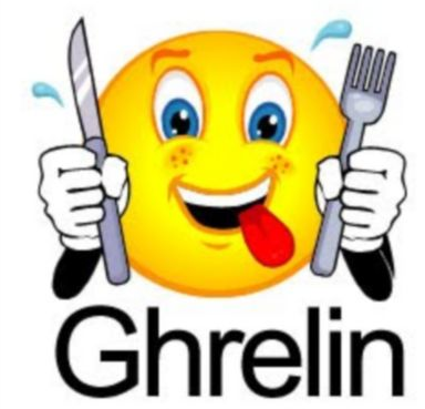 ghrelin stimulates appetite